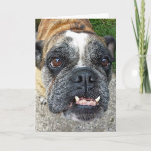 English Bulldog Birthday Card