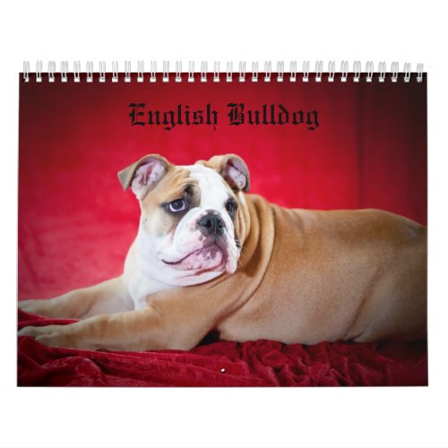 English Bulldog Calendar