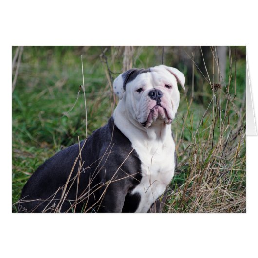 English Bulldog Cards (Front Horizontal)