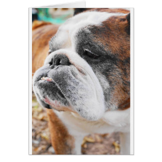 English Bulldog Cards