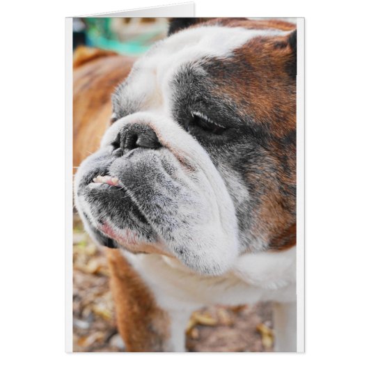 English Bulldog Cards (Front)