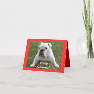 English Bulldog Christmas Cards