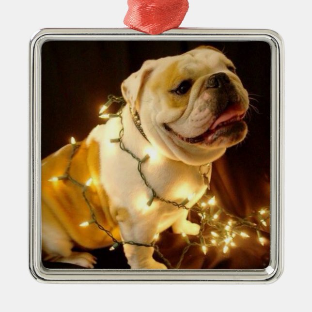 English bulldog Christmas tree ornament (Front)