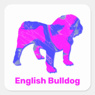 English Bulldog Crazy Hot Pink & Blue Square Sticker