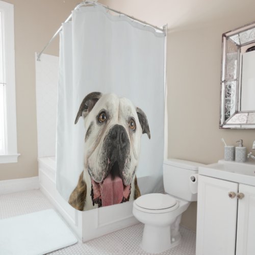 English Bulldog Cute Bulldog Pooch Shower Curtain
