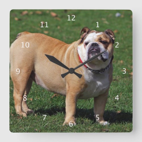 English Bulldog dog cute beautiful photo Square Wall Clock