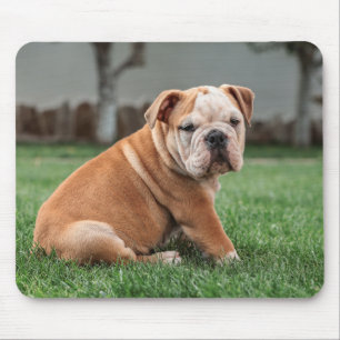 english bulldog, dog, sweet mouse pad