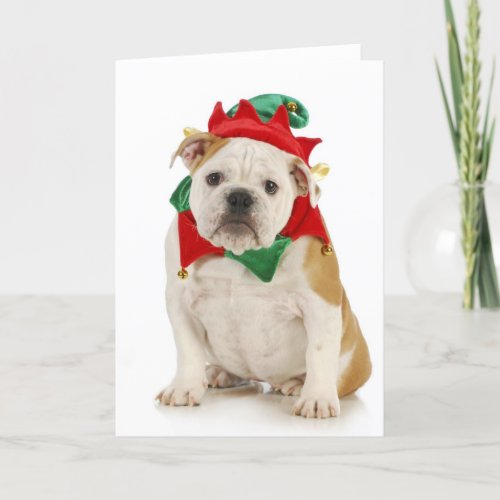 English bulldog dressed as elf holiday card