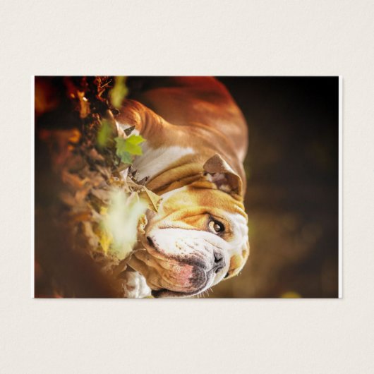 English Bulldog Forest Photo (Front)