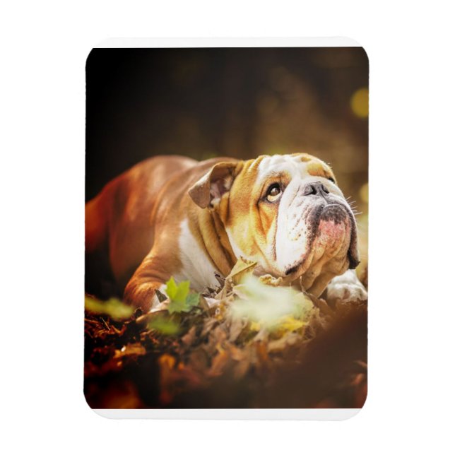 English Bulldog Forest Photo Magnet (Vertical)