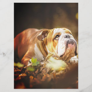 English Bulldog Forest Photo Menu