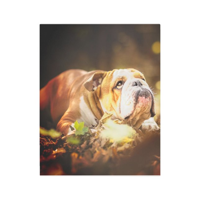 English Bulldog Forest Photo Metal Print (Front)