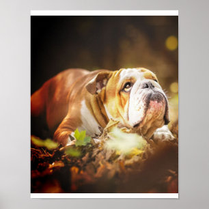 English Bulldog Forest Photo Poster