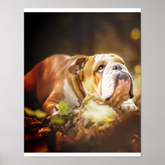 English Bulldog Forest Photo Poster