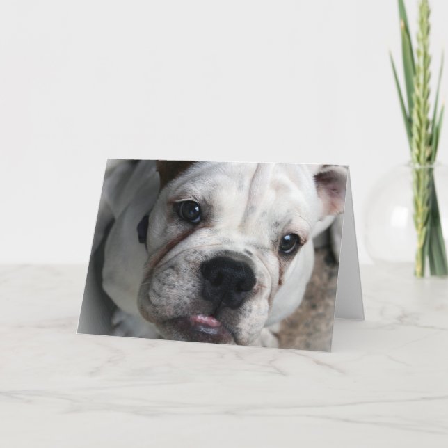 English Bulldog Greeting Card (Front)