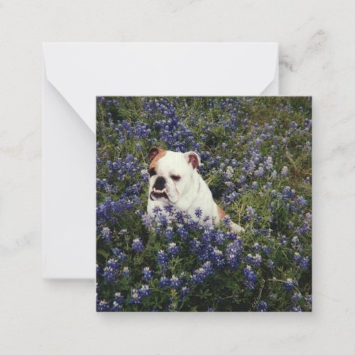 English Bulldog in Texas Bluebonnets Note Card