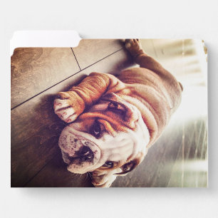 English Bulldog Lying Dog Dog Photo File Folder