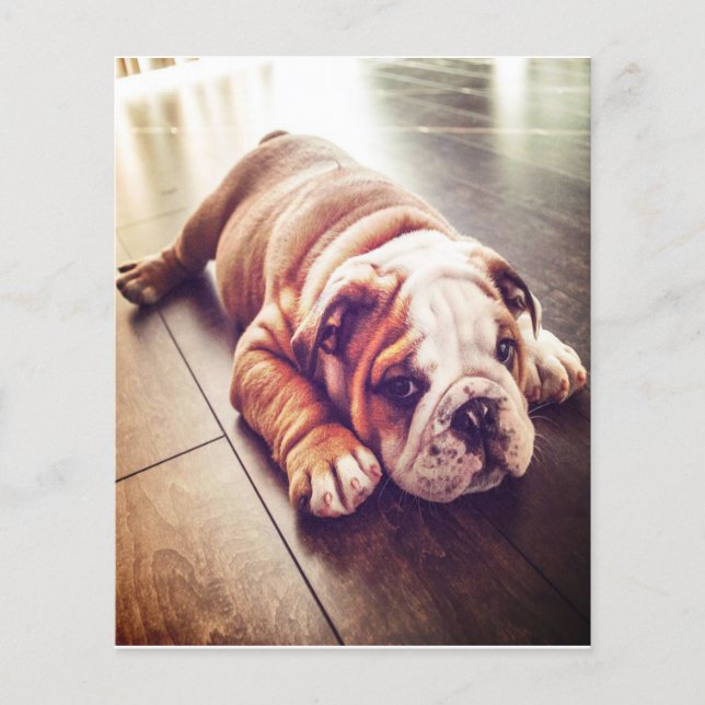 English Bulldog Lying Dog | Dog Photo Flyer (Front)