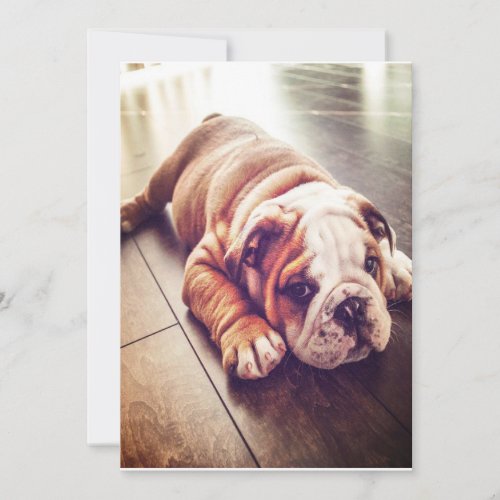English Bulldog Lying Dog  Dog Photo Holiday Card