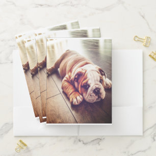 English Bulldog Lying Dog   Dog Photo Pocket Folder