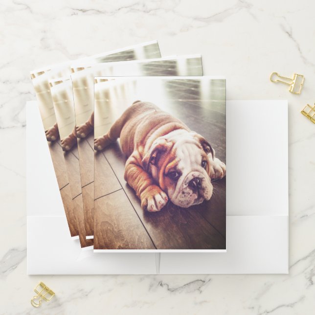 English Bulldog Lying Dog | Dog Photo Pocket Folder (In Situ)