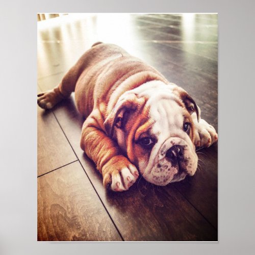 English Bulldog Lying Dog  Dog Photo Poster