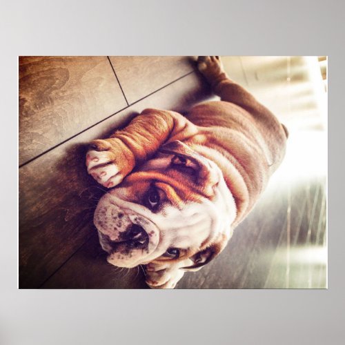 English Bulldog Lying Dog  Dog Photo Poster