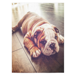 English Bulldog Lying Dog Dog Photo Tablecloth