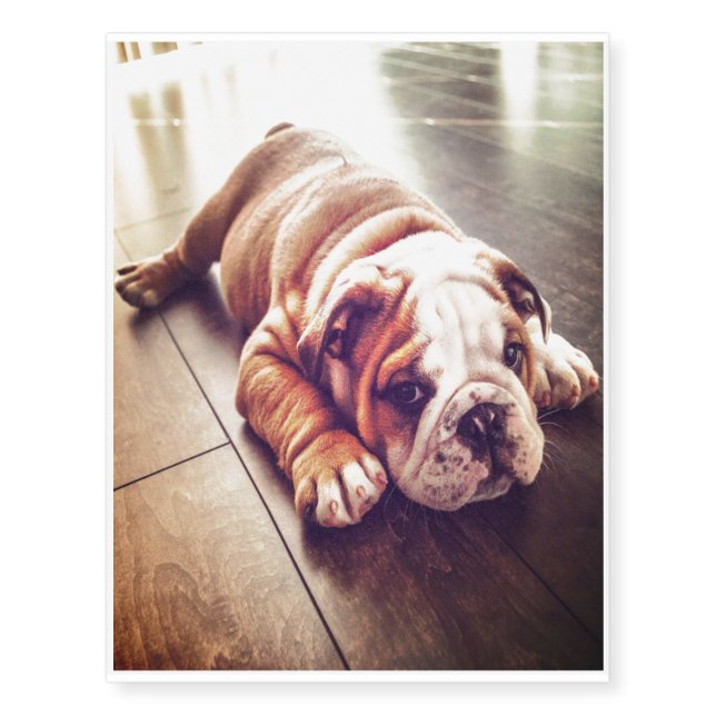 English Bulldog Lying Dog | Dog Photo Temporary Tattoos (Front)