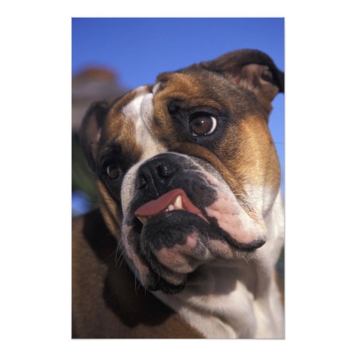 English Bulldog Photo Print