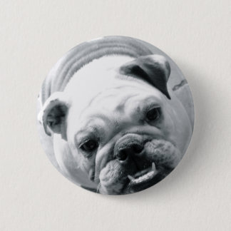 English Bulldog Pinback Button