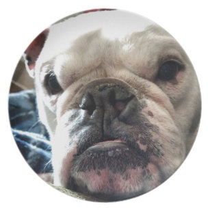 English Bulldog Plates | Zazzle English Bulldog Plates | Zazzle