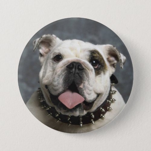 English Bulldog Portrait Photo Round Button