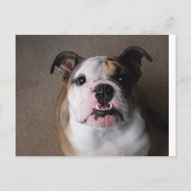 English Bulldog Postcard (Front)