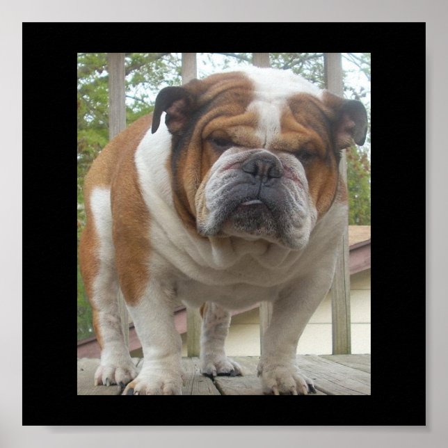 English Bulldog Poster (Front)