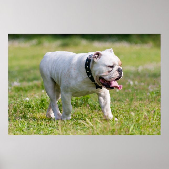 English Bulldog Poster (Front)