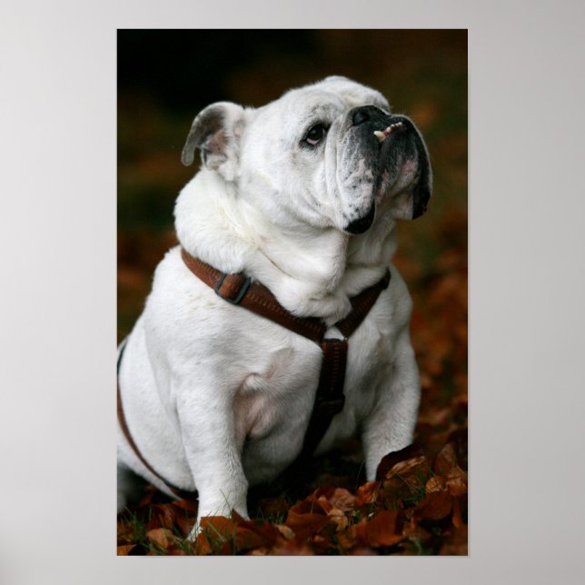 English Bulldog poster print (Front)