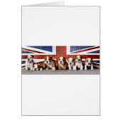 English bulldog puppies (Front)