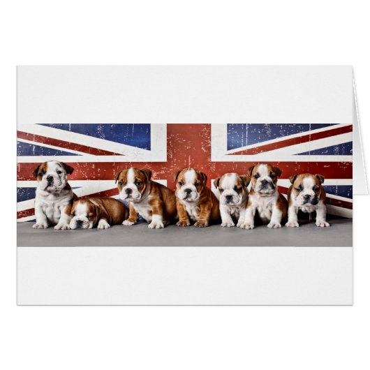 English bulldog puppies (Front Horizontal)