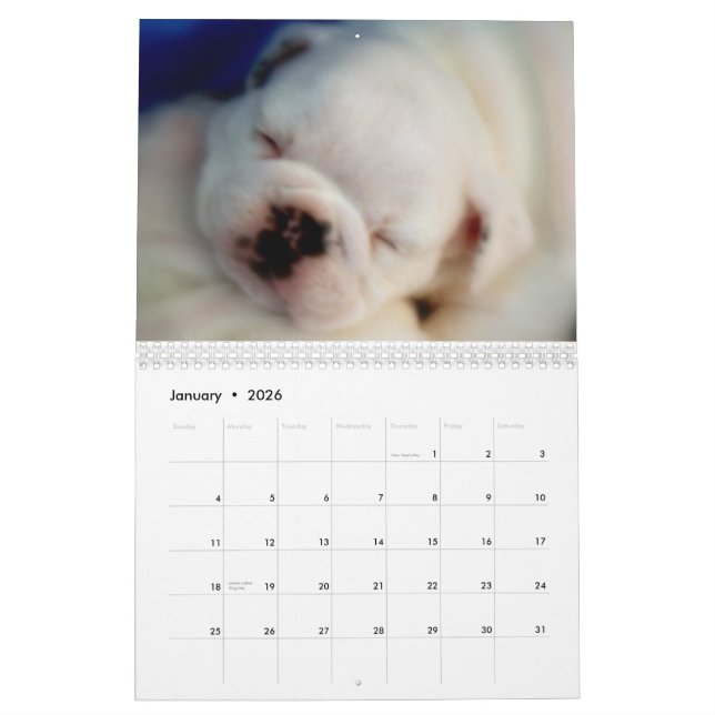 English Bulldog Puppies 2013 Calendar (Jan 2026)