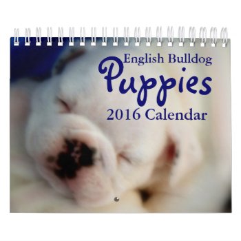 English Bulldog Puppies 2016 Calendar by time2see at Zazzle