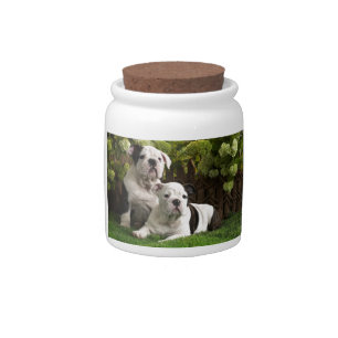 English Bulldog Puppies Candy Jar