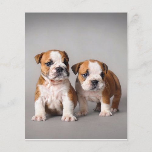 English Bulldog Puppies  Couple Cute Bulldog Flyer