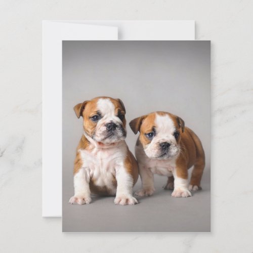 English Bulldog Puppies  Couple Cute Bulldog Invitation