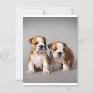 English Bulldog Puppies Couple Cute Bulldog Invitation