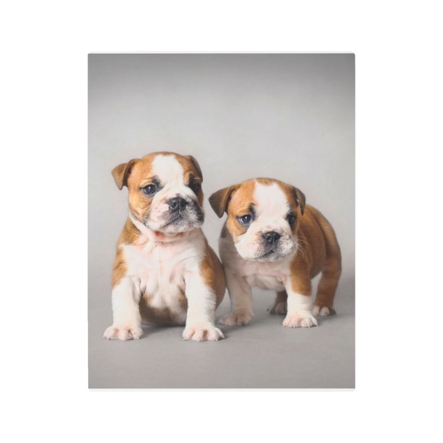 English Bulldog Puppies | Couple Cute Bulldog Metal Print (Front)