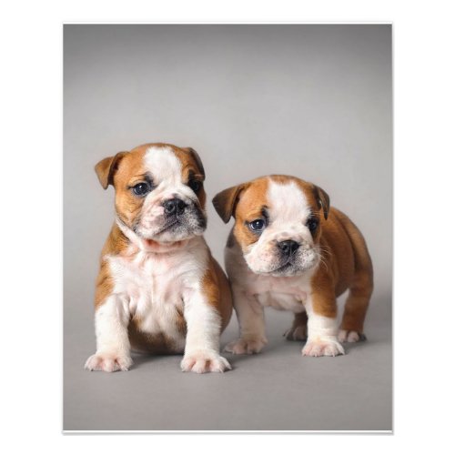 English Bulldog Puppies  Couple Cute Bulldog Photo Print