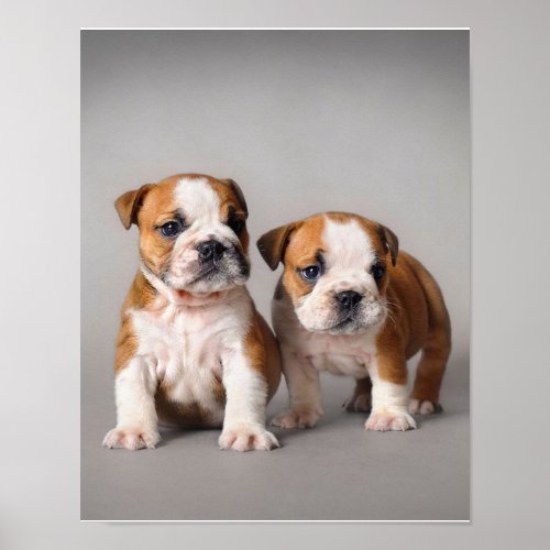 English Bulldog Puppies  Couple Cute Bulldog Poster
