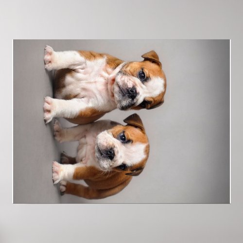 English Bulldog Puppies  Couple Cute Bulldog Poster