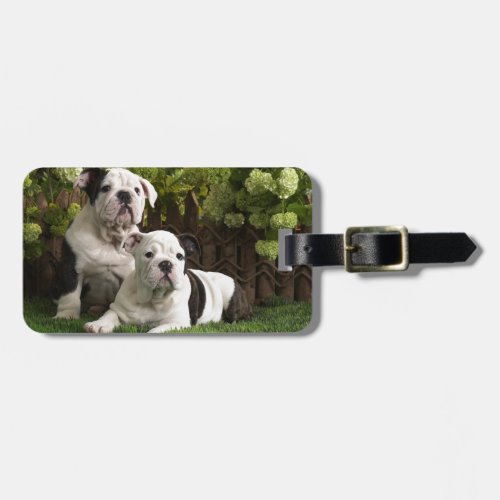 English Bulldog Puppies Luggage Tag
